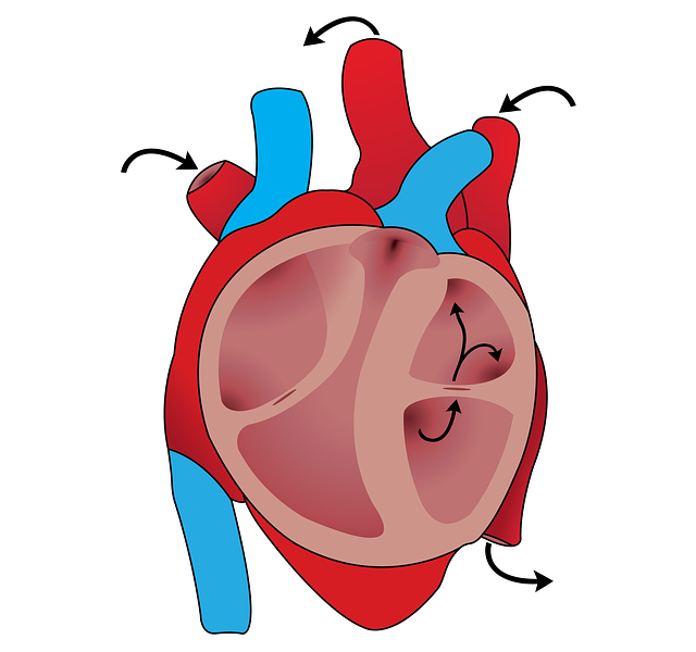 Que savoir sur les maladies cardiovasculaires ?