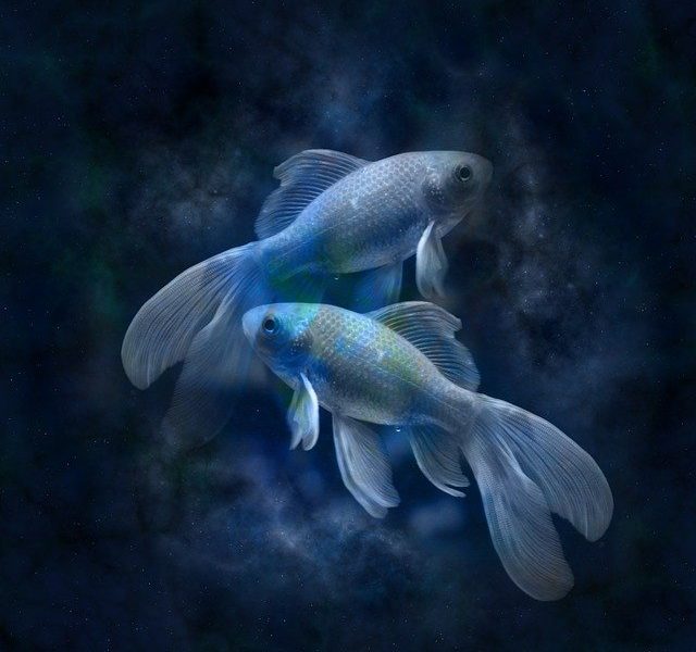 La compatibilite des signes astrologiques : Qu’en est-il des poissons et des taureaux ?